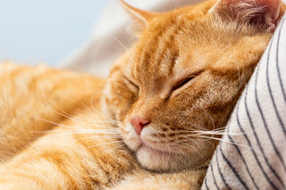 Unlock the Benefits of 3 Brains Restful Sleep 90 Veggie Caps for a Healthier Sleep Cycle