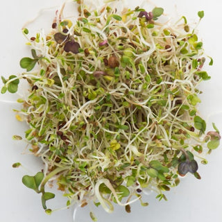 Mumm's Sprouting Spring Salad 100g